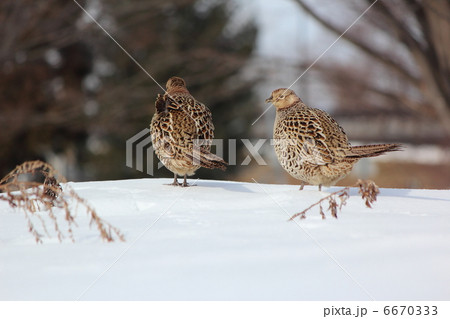 雪面を歩くキジ 6670333