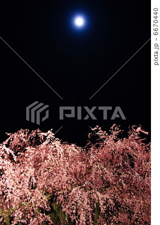 ライトアップされた麻績の里 舞台桜 ライトアップされた麻績の里 舞台桜 6670440