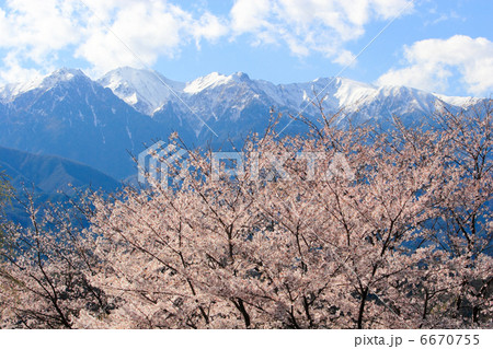 桜と残雪の中央アルプス 桜と残雪の中央アルプス 6670755