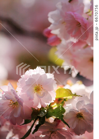 八重桜 6670756