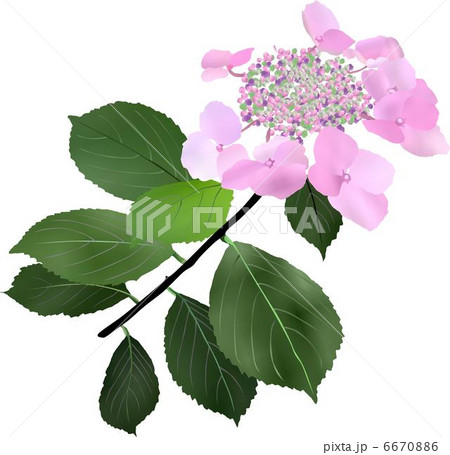 紫陽花 6670886