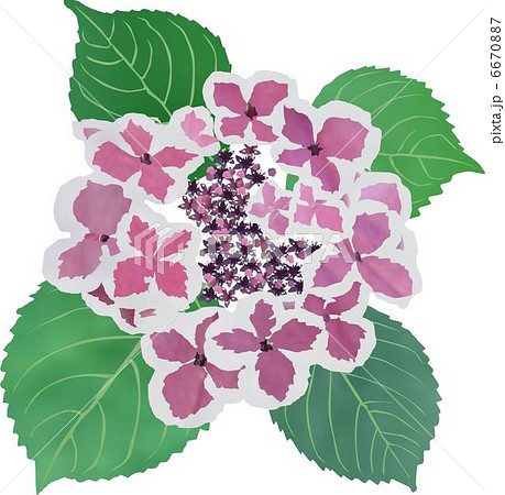 紫陽花 6670887