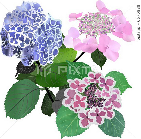 紫陽花 紫陽花 6670888