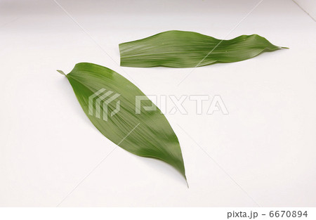 切り抜き素材 6670894