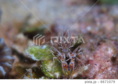 トゲツノメエビ トゲツノメエビ 6671079