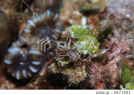 トゲツノメエビ トゲツノメエビ 6671081