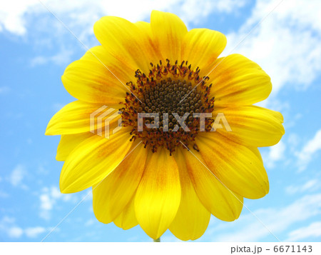 ヒマワリと青空 6671143