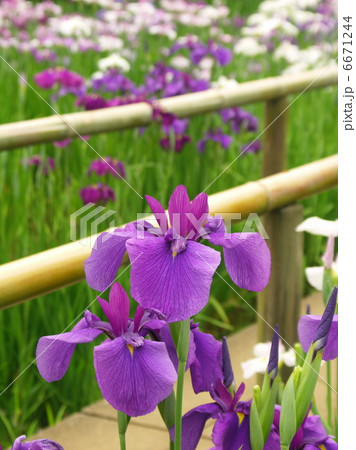 花菖蒲 6671244