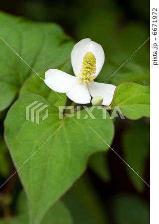 ドクダミ 6671972