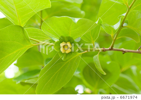 花から実へ(柿) 花から実へ(柿) 6671974