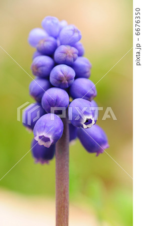 Grape hyacinth 6676350