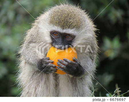 Green monkey african How are