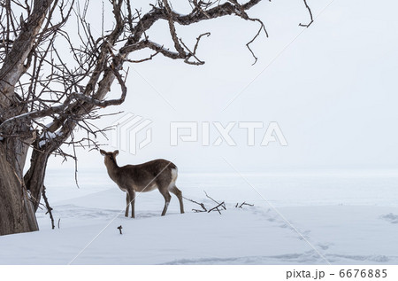 雪原に立つエゾシカ 雪原に立つエゾシカ 6676885