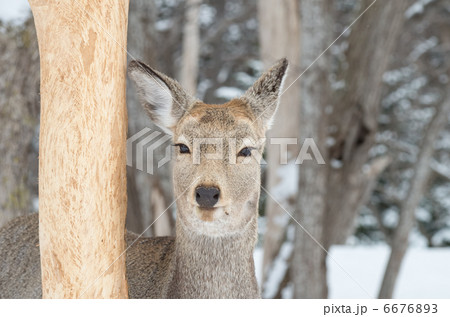 知床のエゾシカ 6676893