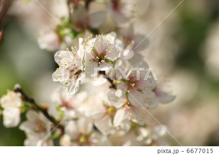 クラブアップル 6677015