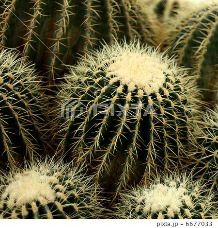 サボテン 6677033