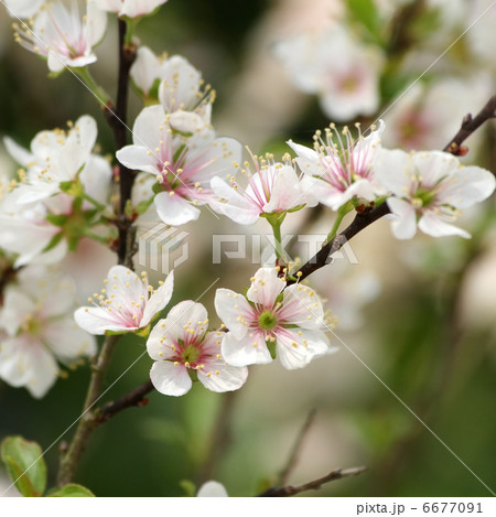 クラブアップル 6677091