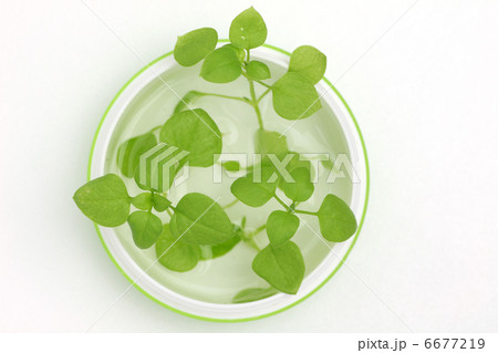 水栽培の植物 6677219