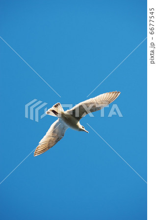 ウミネコ ウミネコ 6677545