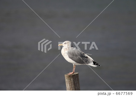 セグロカモメ 6677569