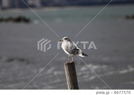 セグロカモメ セグロカモメ 6677570