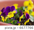 ビオラ 6677766