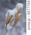 雪玉 6677768