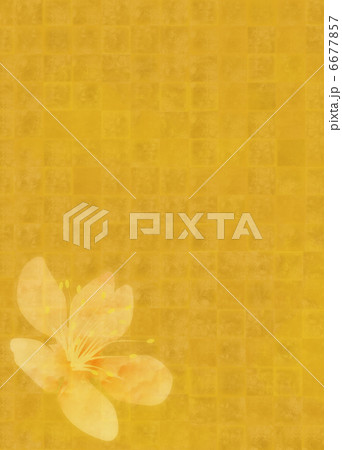 金箔花 金箔花 6677857