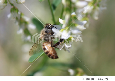蜜蜂とシロバナシナガワハギの花 蜜蜂とシロバナシナガワハギの花 6677911