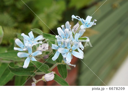 ブルースター 6678209