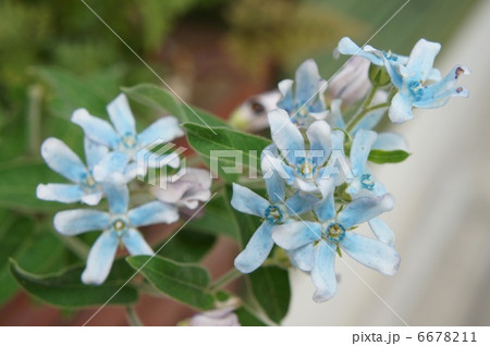 ブルースター 6678211