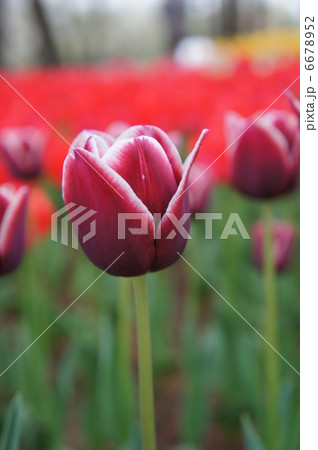 チューリップ シモン チューリップ シモン 6678952