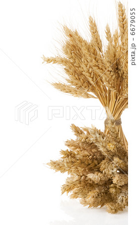 ears of wheat isolated on white ears of wheat isolated on white 6679055