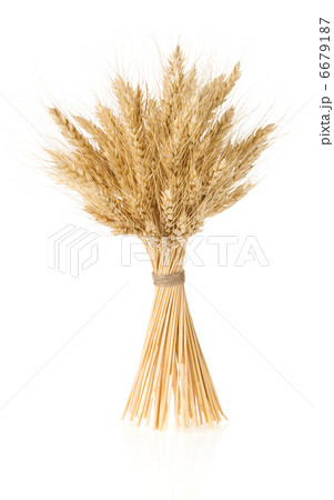 ears of barley  isolated on white 6679187