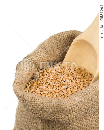 wheat grain in burlap sack on white 6681001