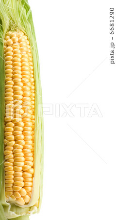 ripe yellow corn on white 6681290