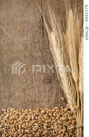 wheat grain and spike ear wheat grain and spike ear 6681579