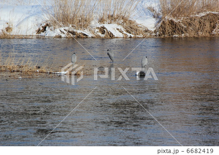 盛岡駅近くの北上川とアオサギ 6682419