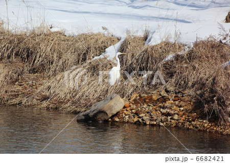 盛岡駅近くの北上川とダイサギ 6682421