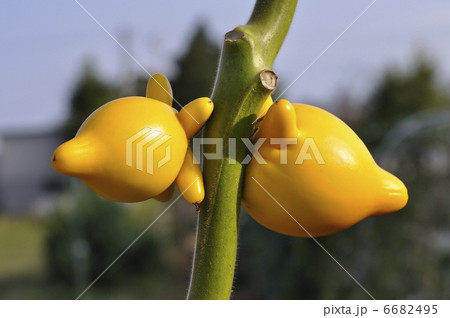 フォックスフェイス 6682495