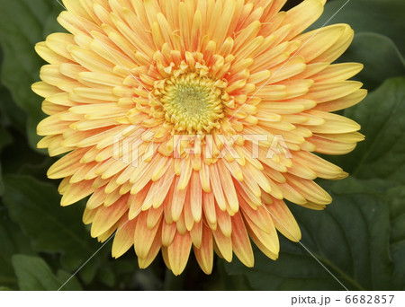 ガーベラ　花　黄色 6682857