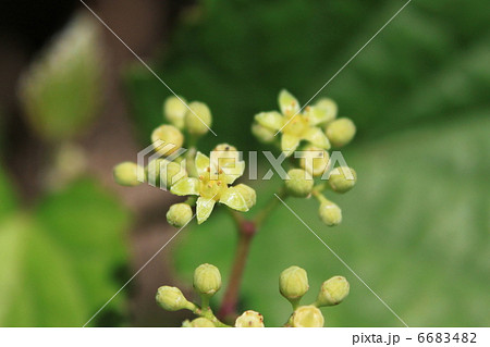 ノブドウの花 6683482