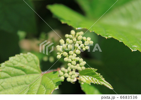 ノブドウの花の蕾 6683536