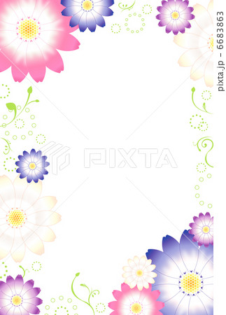 サイネリア 6683863