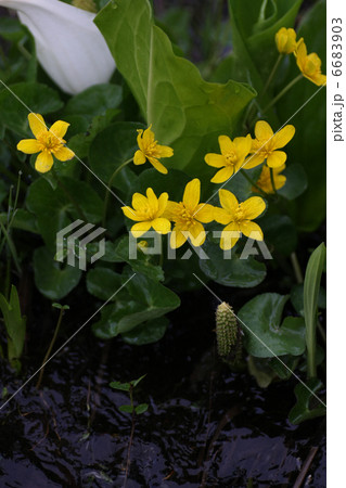 リュウキンカ 6683903