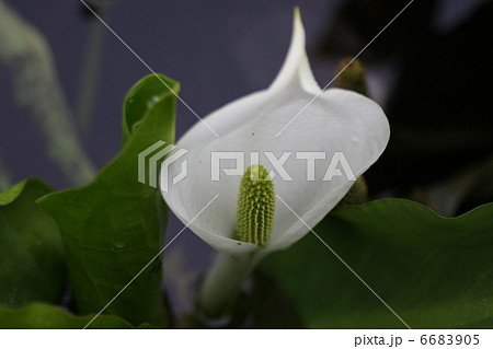 水芭蕉 水芭蕉 6683905
