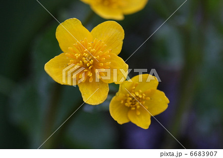 リュウキンカ 6683907