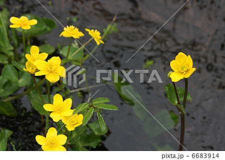 リュウキンカ 6683914