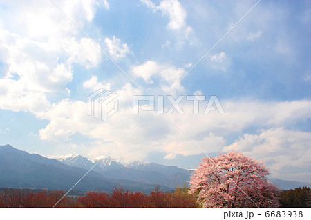 桜と残雪の中央アルプス 6683938