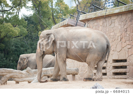 アジアゾウ 6684015